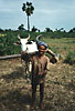 Bonde nära Killing Fields, Pnom Phen, Kambodja. December 1993.