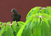 Great-tailed grackle (female) in Guatemala City. June 2006.