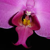 Orchid close-up: Phaellenopsis. January 2005.