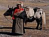 Woman with yak in Tibet.